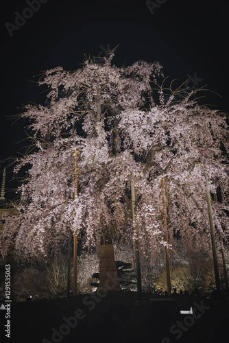 桜 日本 京都