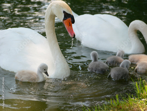 Fototapeta Naklejka Na Ścianę i Meble -  A swan family. Two swans with baby swans swimming in a lake in Schlosspark Laxenburg, Austria