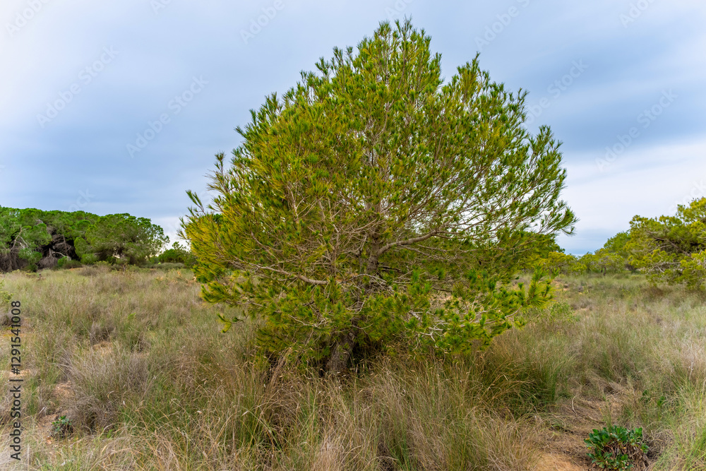 Fototapeta premium tree in the field