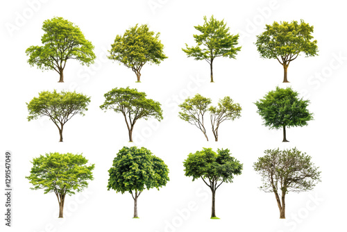 Collection of Isolated Trees isolated on transparent or white background, png 