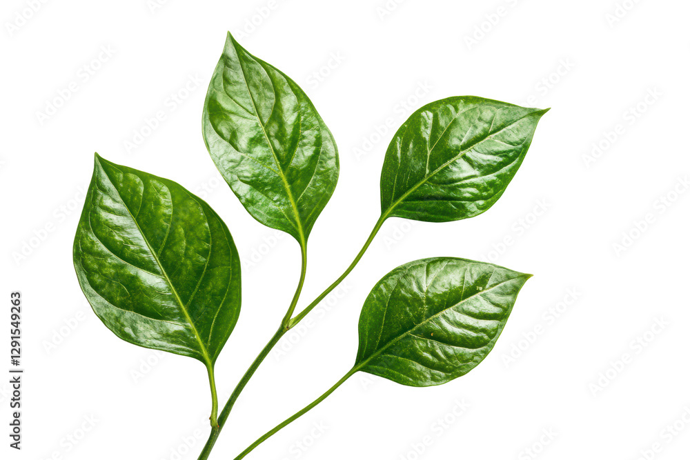 Dleaves isolated on transparent or white background, png Dleaves isolated on transparent or white background, png