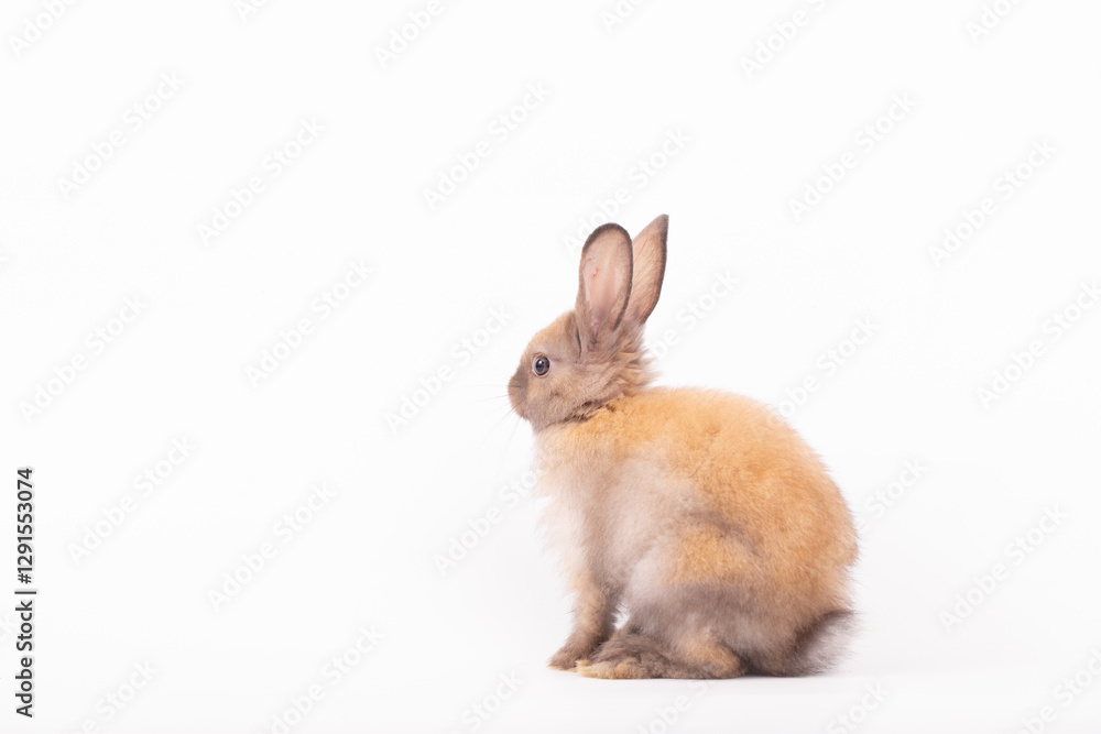 Adorable Pet Rabbit, Cute Fluffy, White Mammal with Large Ears on Background, Showcasing Its Small, Furry, Domestic Nature, Perfect for Easter Celebrations and Farm Enthusiasts Adorable Pet Rabbit, Cute Fluffy, White Mammal with Large Ears on Background, Showcasing Its Small, Furry, Domestic Nature, Perfect for Easter Celebrations and Farm Enthusiasts