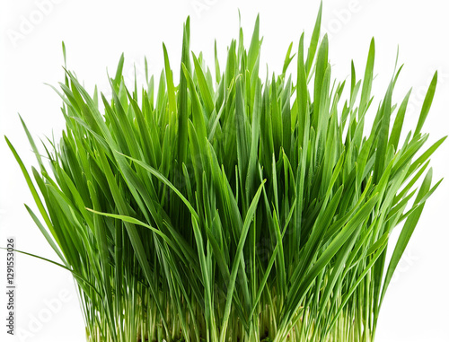 fresh green grass isolated on white background. close up