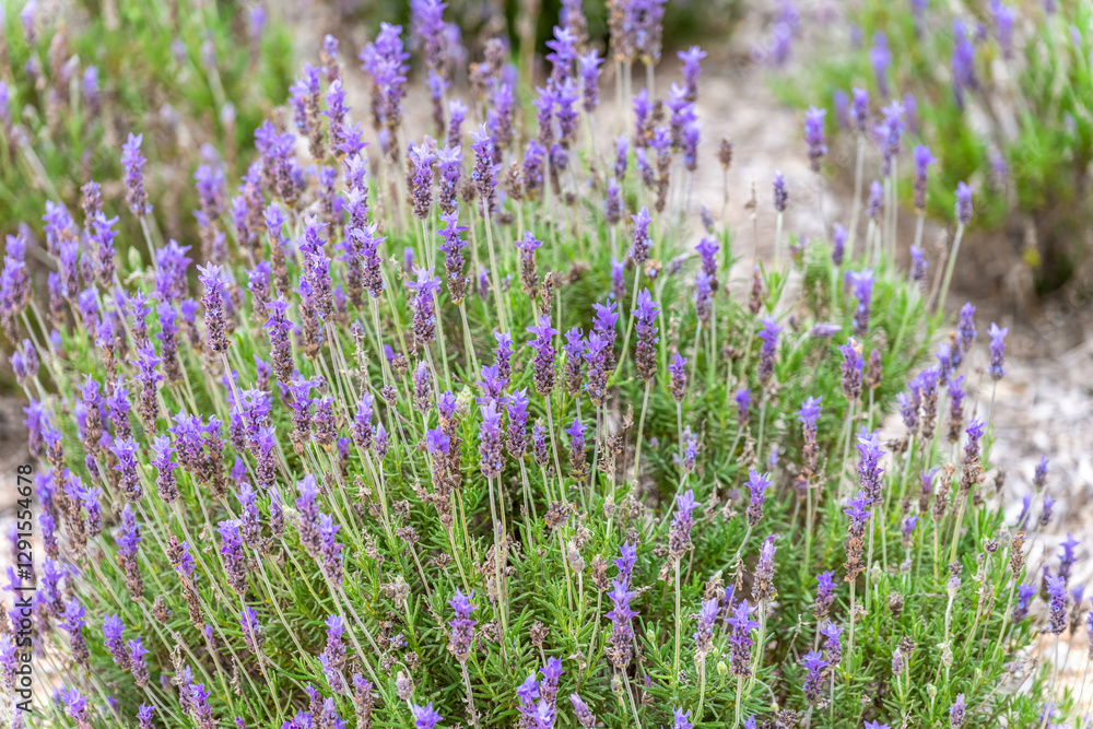 Fototapeta premium field of lavender