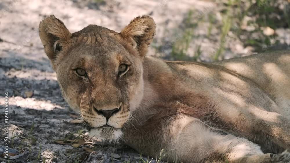 Lioness awakening in sunlit savanna: gentle rise from rest to alertness Lioness awakening in sunlit savanna: gentle rise from rest to alertness