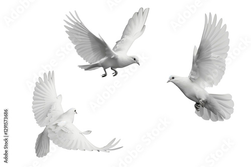 white doves isolated on white