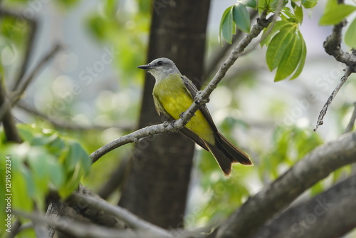 The tropical kingbird (Tyrannus melancholicus) is a large tyrant flycatcher. Fortaleza Ceará, Brazil. photo