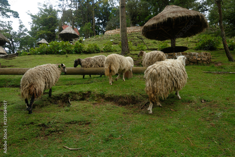 Obraz premium sheep in a field
