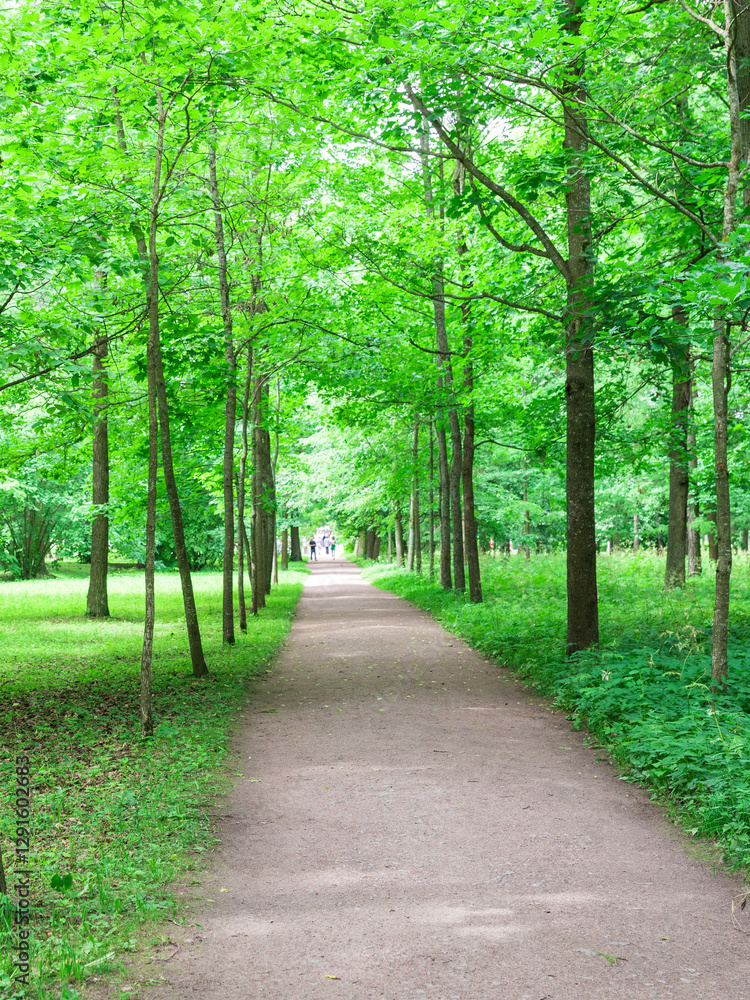 Path through a forest with trees on either side Path through a forest with trees on either side