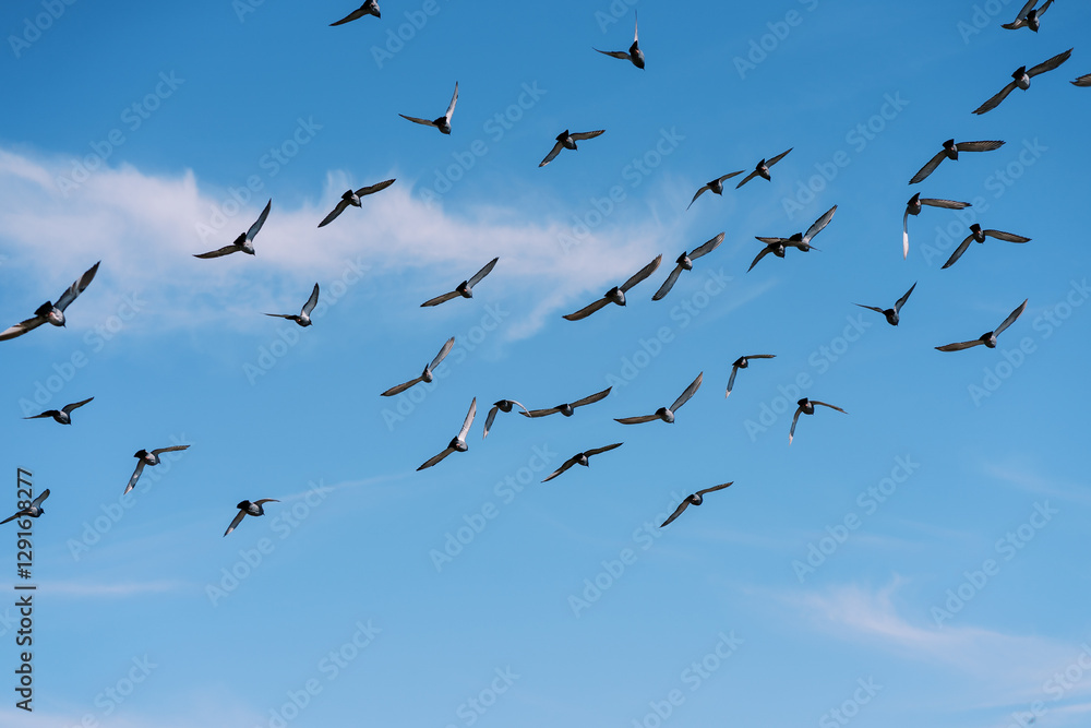 Flock of pigeons flies high in the blue sky Flock of pigeons flies high in the blue sky