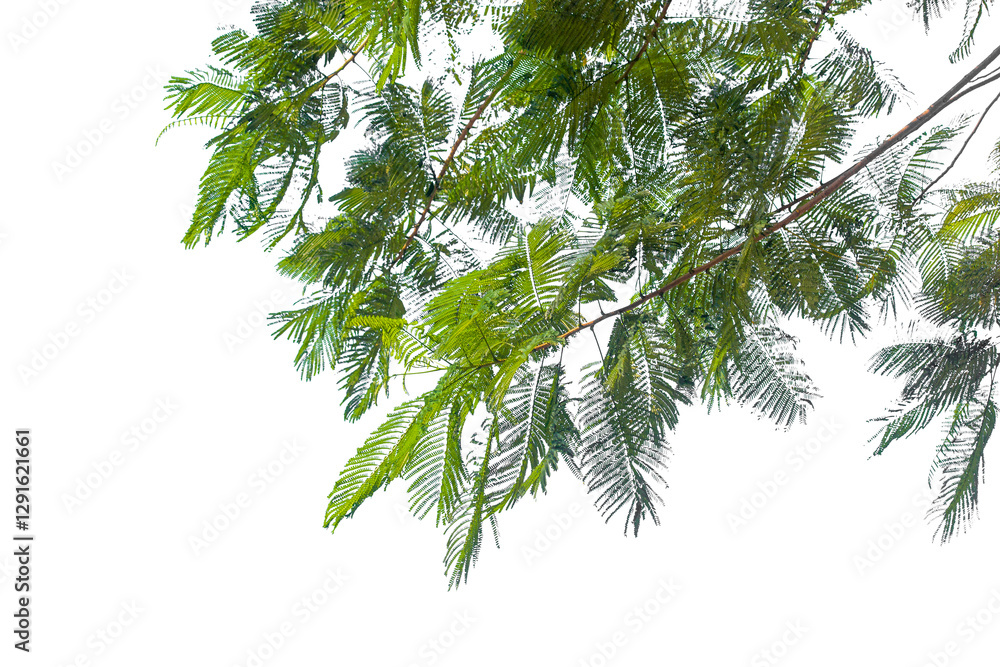 Fototapeta premium green leaves isolated on white