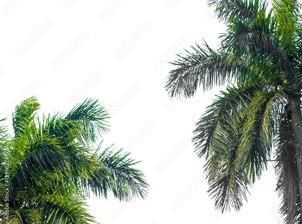 Fototapeta premium palm tree on white background