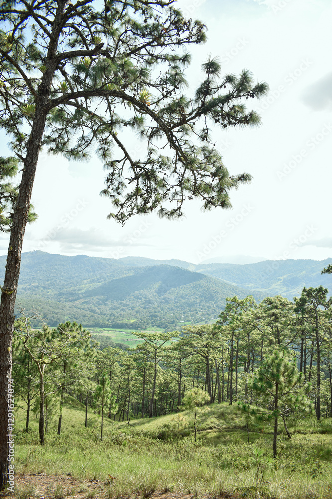 Fototapeta premium paiseje montañoso con arboles y areas verdes 