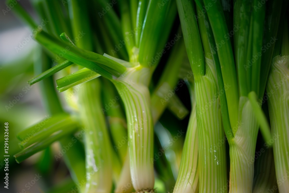 Fototapeta premium Vibrant close-up of fresh green onions under natural daylight