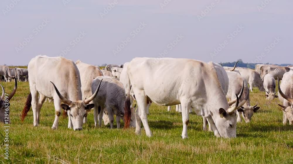 Eine Herde Steppenrinder in der Weite der Puszta in Ungarn Eine Herde Steppenrinder in der Weite der Puszta in Ungarn
