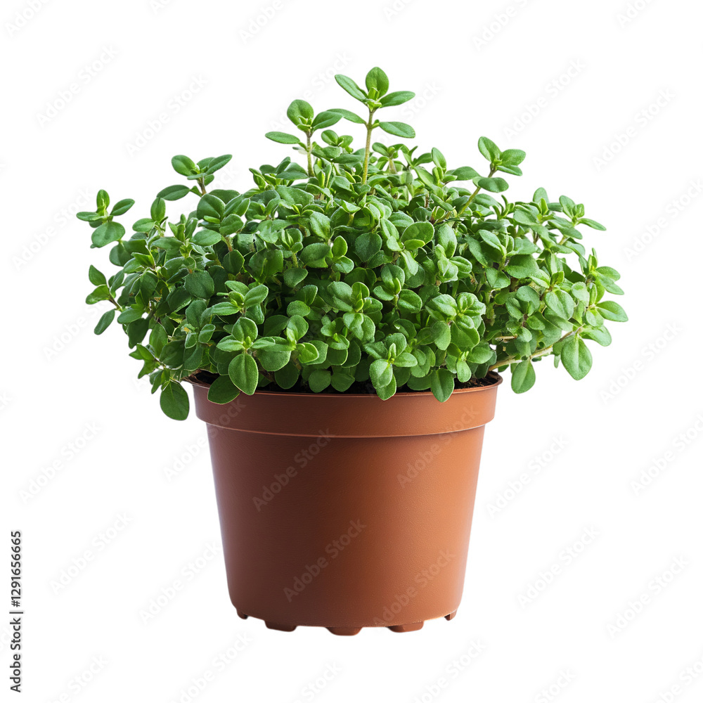 A Small Potted Thyme Plant with Aromatic Green Leaves Isolated on Transparent Background A Small Potted Thyme Plant with Aromatic Green Leaves Isolated on Transparent Background