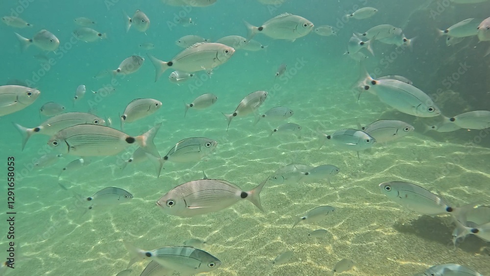 Shoal of fish in the Mediterranean Sea Shoal of fish in the Mediterranean Sea