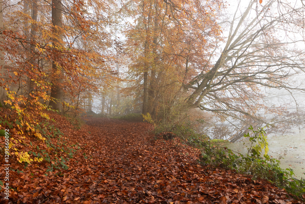 Herbst Wald mit Laub im Nebel.