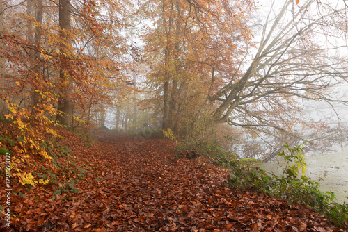 Obraz na płótnie Herbst Wald mit Laub im Nebel. w salonie