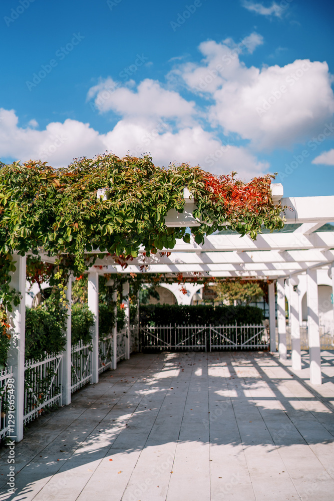 White pergola in the garden entwined with green branches White pergola in the garden entwined with green branches