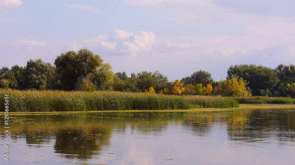 Naturbelassenes Feuchtgebiet mit Auwald Schilf und Wasserpflanzen am Fluss Theiß in Ungarn Naturbelassenes Feuchtgebiet mit Auwald Schilf und Wasserpflanzen am Fluss Theiß in Ungarn