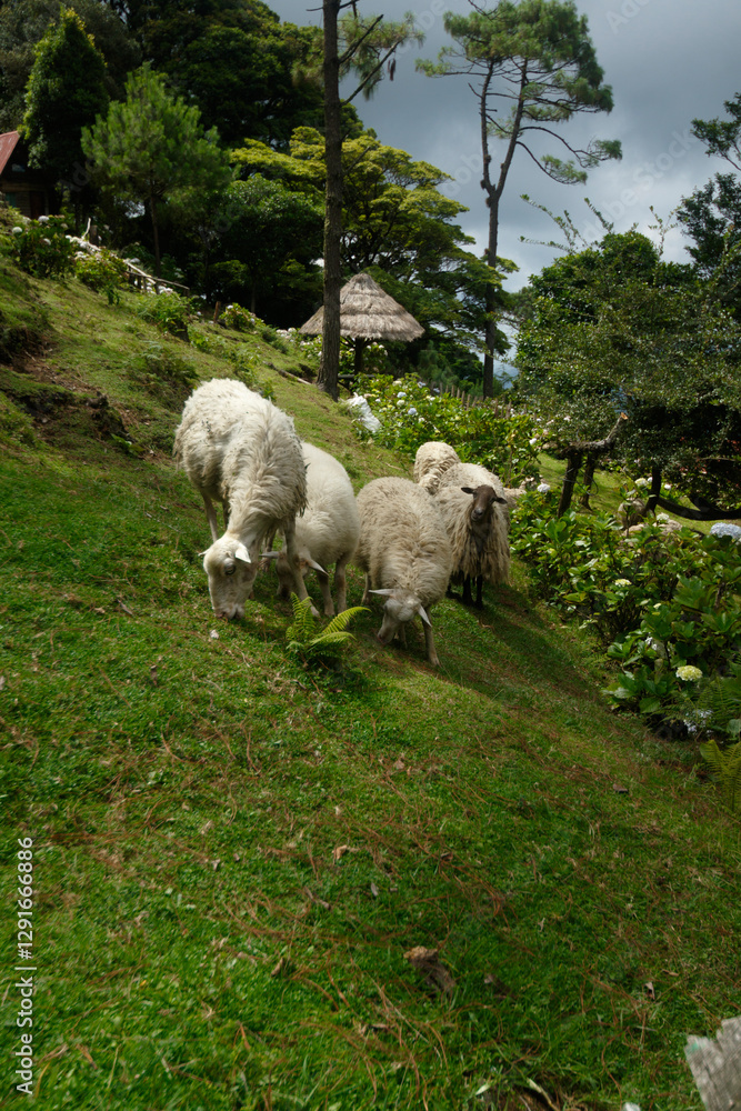 Fototapeta premium sheep in the mountains