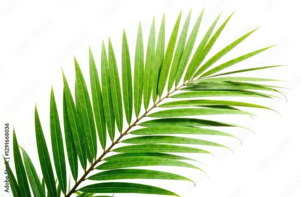 Green coconut palm leaves isolated on white Green coconut palm leaves isolated on white