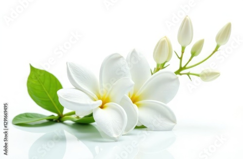 Beautiful jasmine flowers with leaves in air on white background 