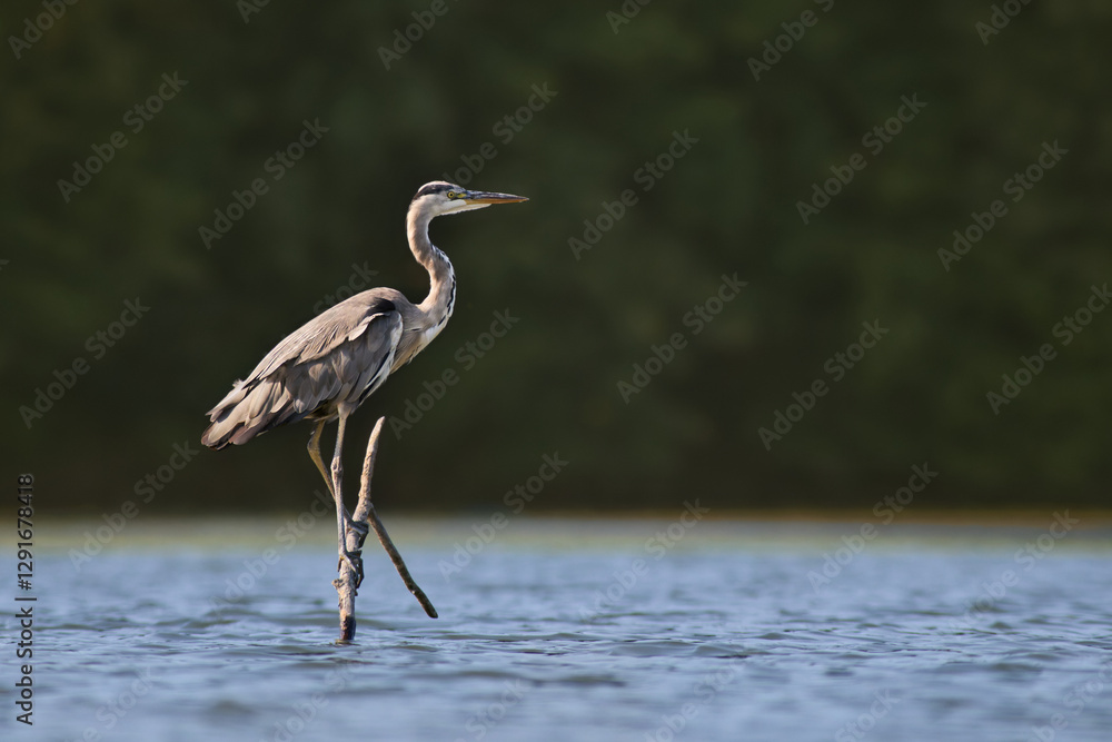 Grey Heron / Ardea cinerea / Volavka popelavá Grey Heron / Ardea cinerea / Volavka popelavá