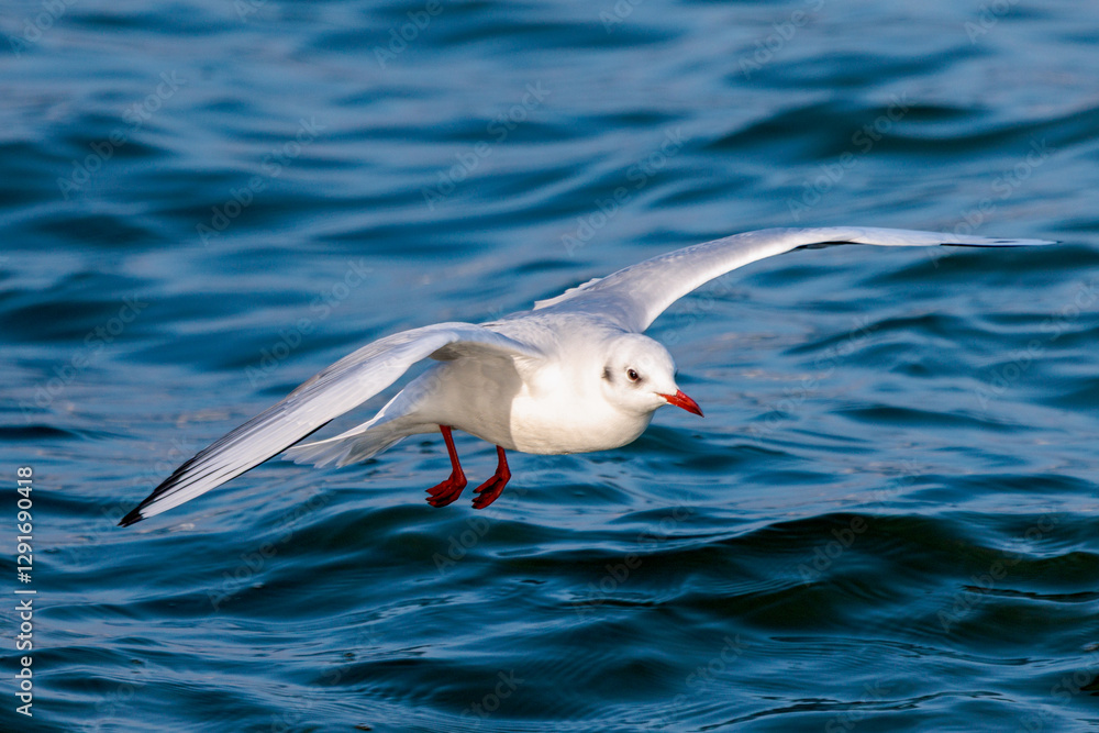 Obraz premium black-headed seagull over the water