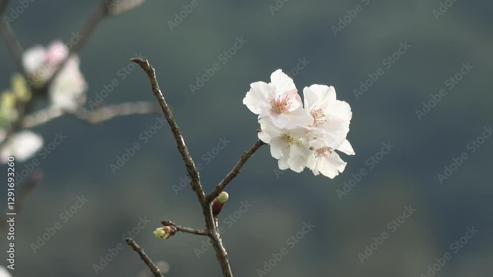 Blooming white Sakura, bathed in the sunshine amidst the mountain woods. Blooming white Sakura, bathed in the sunshine amidst the mountain woods.