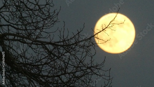 Moonlit Night