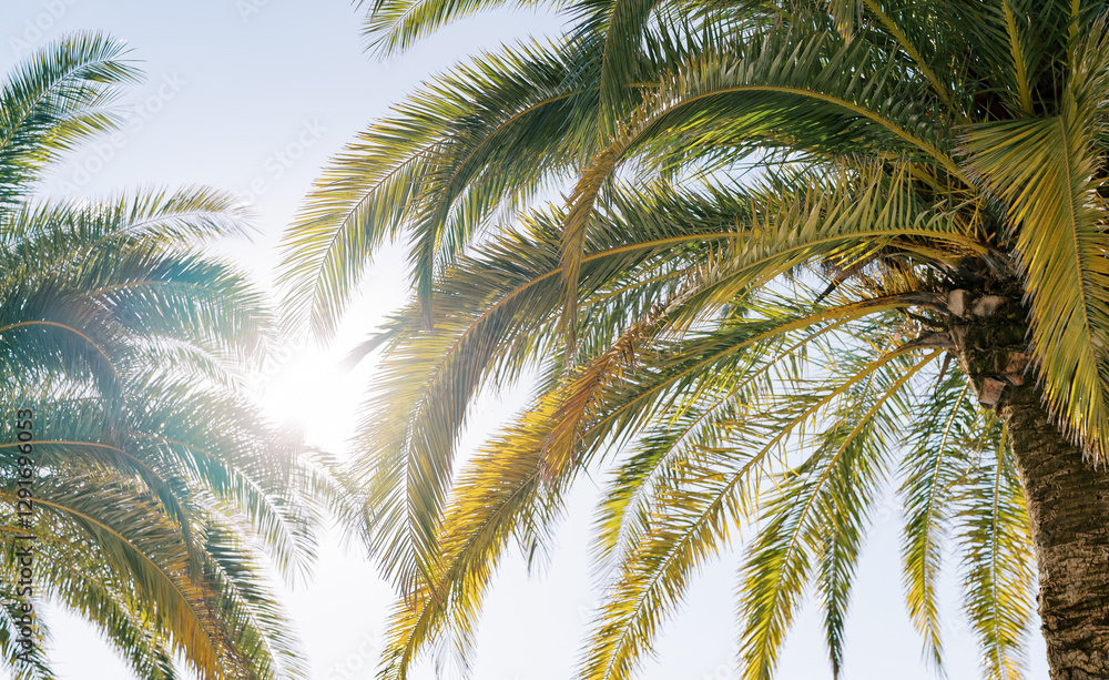 Fototapeta premium Bright sun shining through green palm branches