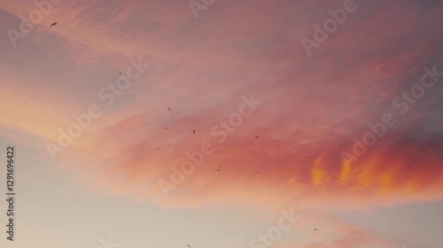 A flock of seagulls circles in the sunset sky