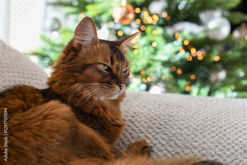 Cuadro en lienzo Chat roux somali au yeux verts avec sapin de noël et lumières en arrière plan