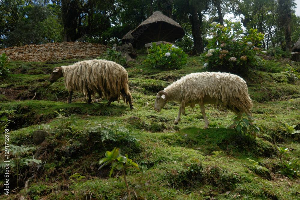 Fototapeta premium flock of sheep