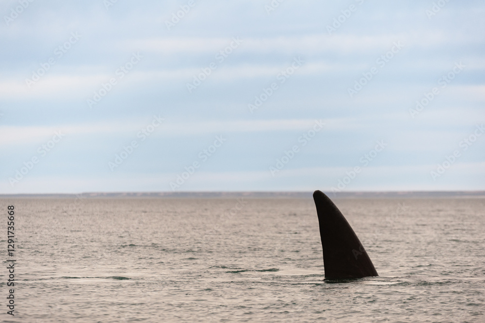 Fototapeta premium A majestic fin pierces the calm ocean surface, rising from the depths like a sentinel of the sea. Its presence evokes awe and mystery, reminding us of the wonders hidden beneath the waves.