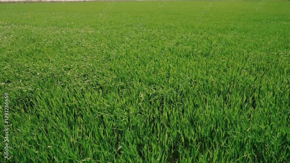 Green sprouts of wheat on field shakes wind, Slow motion. Wheat cultivation, agribusiness. Life concept, growing sprouts Green grass on field. Saplings of young shoots on field in spring. Grow food Green sprouts of wheat on field shakes wind, Slow motion. Wheat cultivation, agribusiness. Life concept, growing sprouts Green grass on field. Saplings of young shoots on field in spring. Grow food