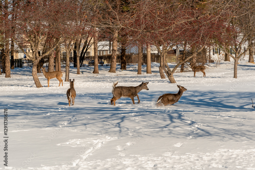 White-tailed Deer Feeding In The Snow On Crabapples Near The Crabapple Trees in An Urban Field In February In Wisconsin