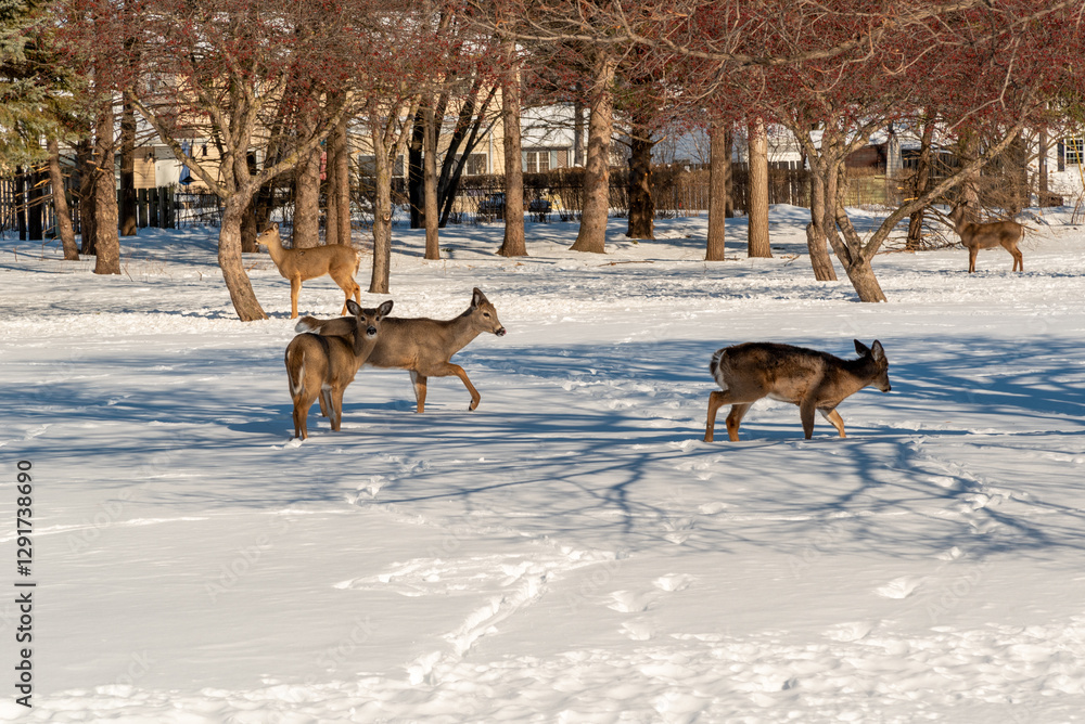 White-tailed Deer Feeding In The Snow On Crabapples Near The Crabapple Trees in An Urban Field In February In Wisconsin
