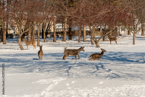 Obraz na płótnie White-tailed Deer Feeding In The Snow On Crabapples Near The Crabapple Trees in An Urban Field In February In Wisconsin w salonie