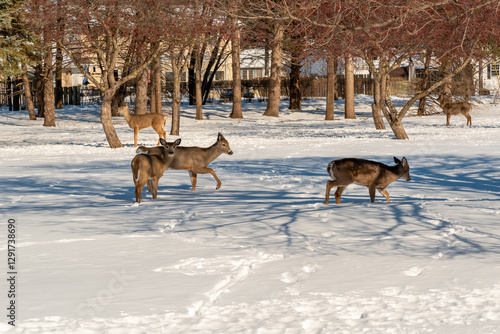 White-tailed Deer Feeding In The Snow On Crabapples Near The Crabapple Trees in An Urban Field In February In Wisconsin