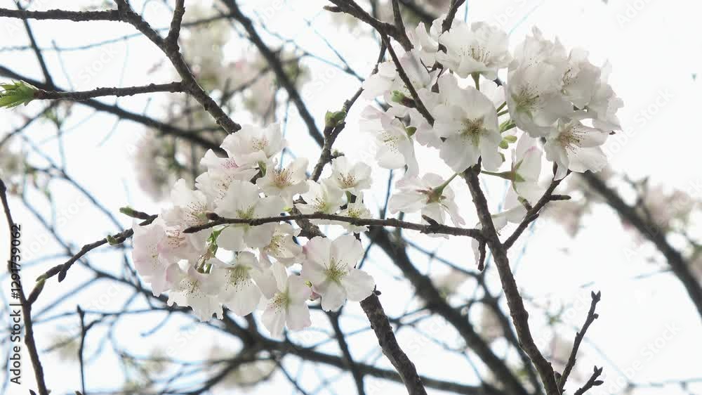 White Sakura bloom in the mountain forests during spring. White Sakura bloom in the mountain forests during spring.