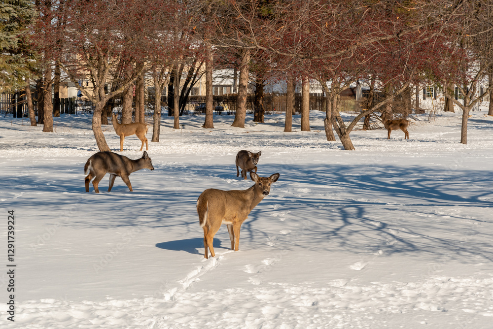 White-tailed Deer Feeding In The Snow On Crabapples Near The Crabapple Trees in An Urban Field In February In Wisconsin White-tailed Deer Feeding In The Snow On Crabapples Near The Crabapple Trees in An Urban Field In February In Wisconsin
