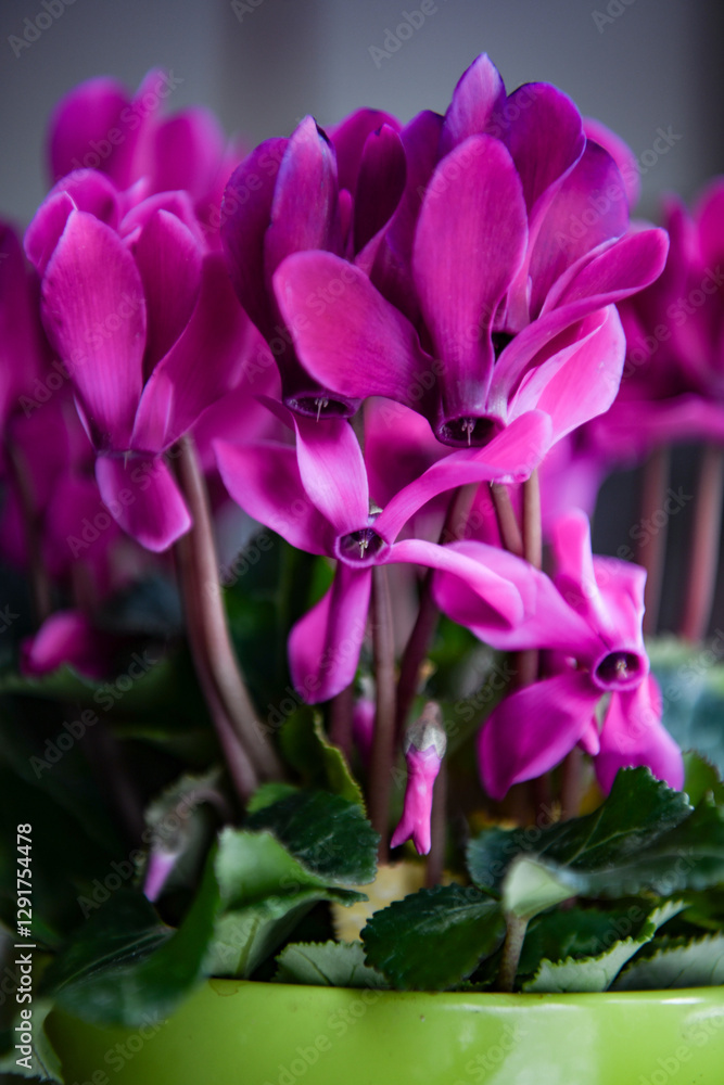 Closeup of pink cyclamen flowers on a dark background. Closeup of pink cyclamen flowers on a dark background.
