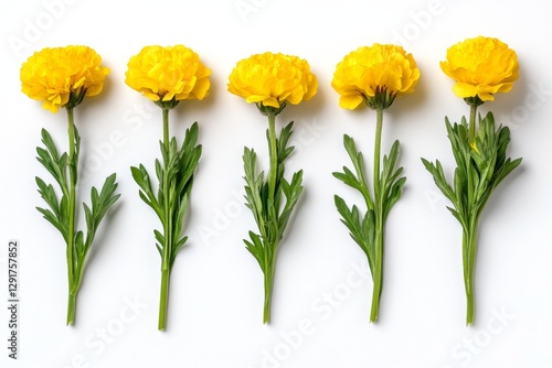 Wallpaper Mural 6 yellow buttercups, in different angles and positions on a white background Torontodigital.ca