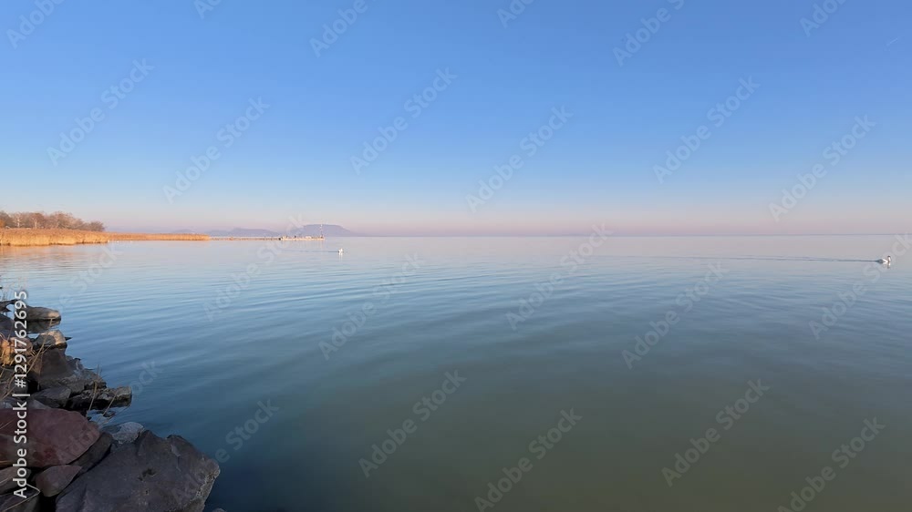 Calm water on the lake Balaton in Hungary with old volcanoes and mute swans Calm water on the lake Balaton in Hungary with old volcanoes and mute swans