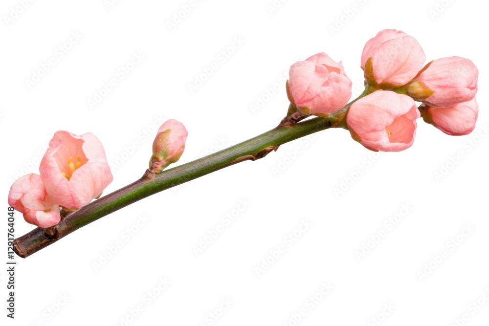 Fototapeta premium Delicate pink orchid branch in full bloom, cut out