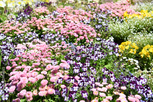 A flowerfield of Bellis perennis , common daisy and garden pansies in the garden	