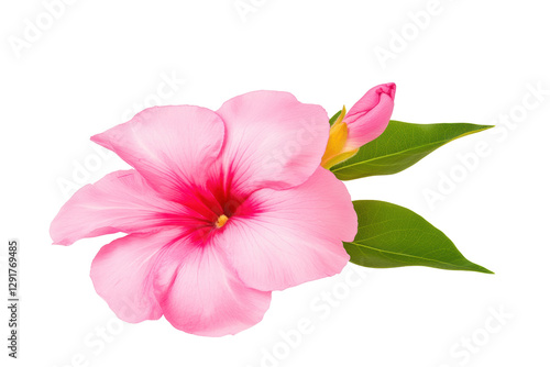 Pink flower with leaves on white bg, cut out